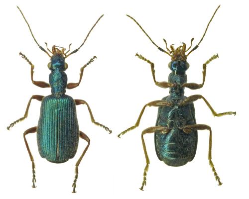 Réf. 315 784 : Drypta dentata